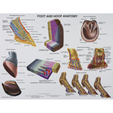 Foot and hoof anatomy