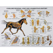 Forlimb anatomy